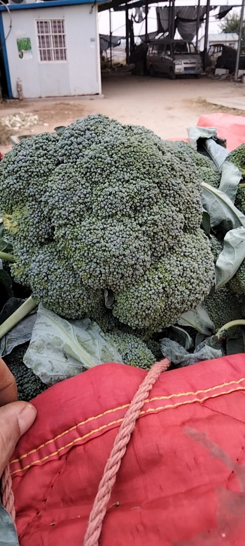 耐寒优秀西兰花，质量好，价格随行就市，欢迎前来选购