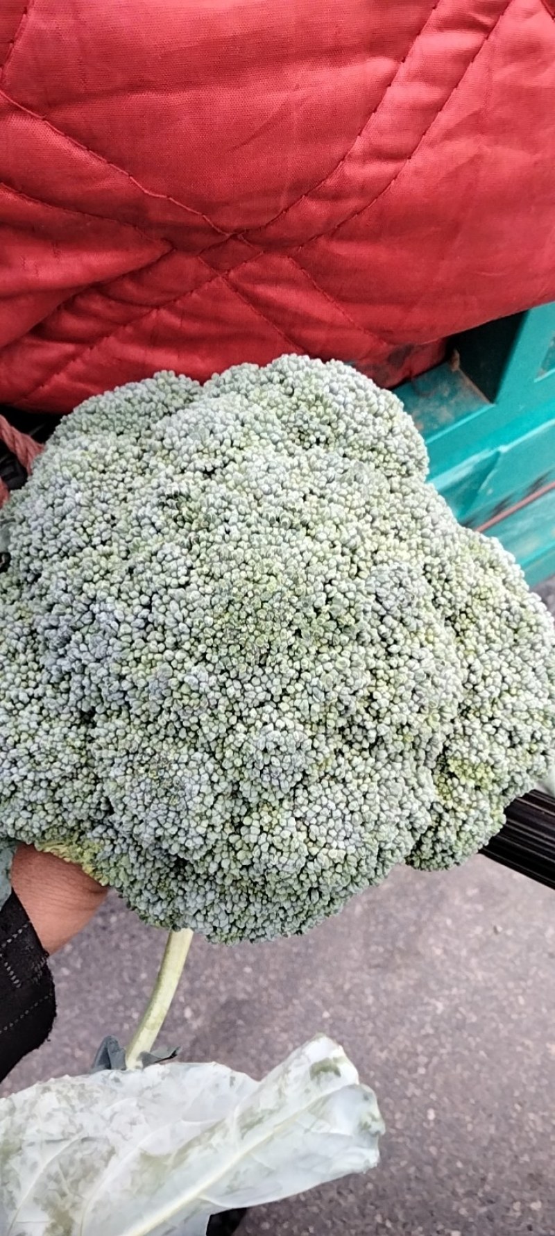 耐寒优秀西兰花，质量好，价格随行就市，欢迎前来选购