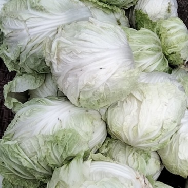 河南滑县高平镇万亩蔬菜种植批发中心，货源充足，欢迎前来选