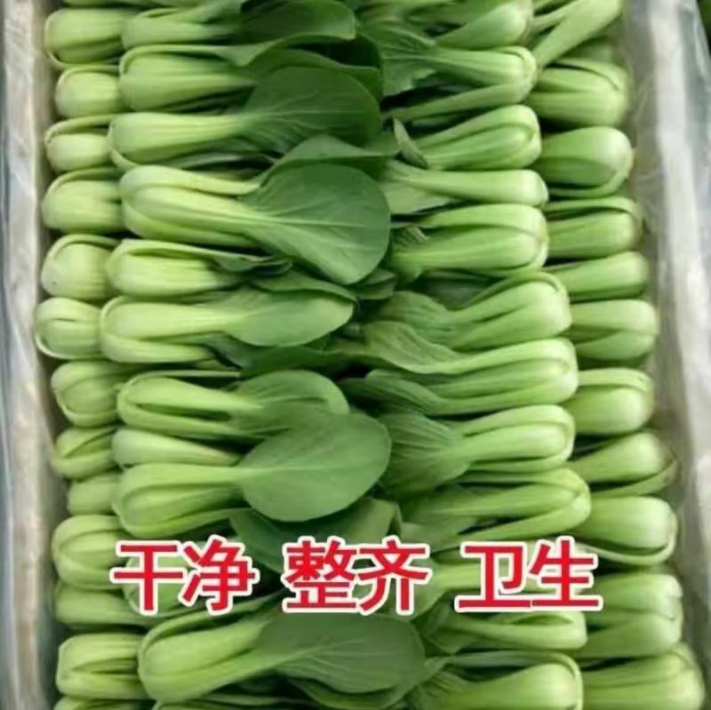五月慢上海青种子四季播高产上海青菜种子农家小油菜籽蔬菜