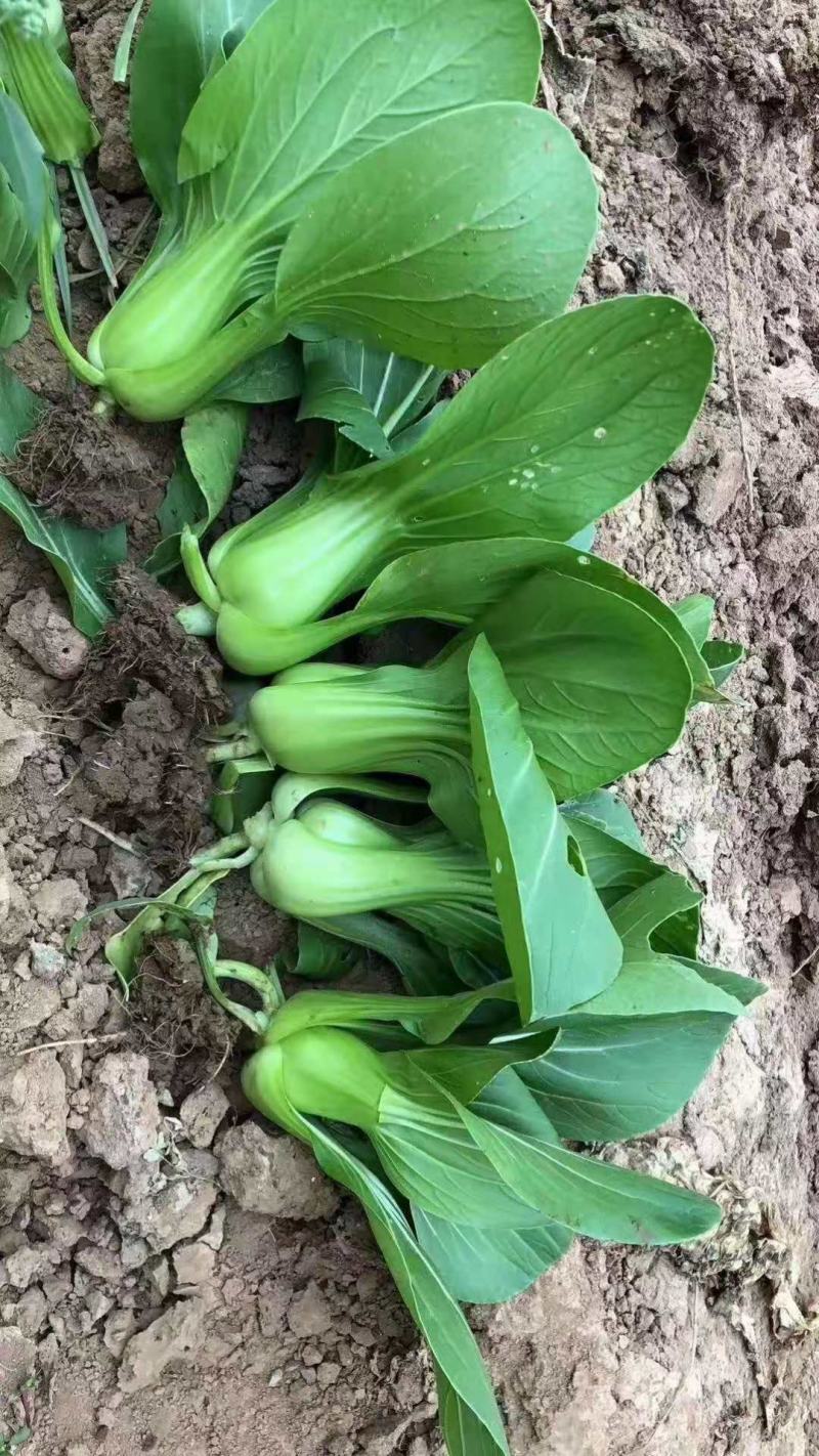 四月慢上海青种子四季播高产上海青菜种子农家小油菜籽蔬菜
