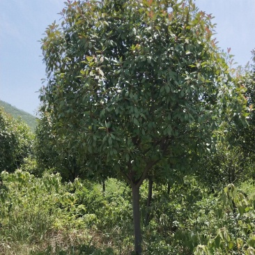 红叶石楠树。大量供应1-15公分红叶石楠