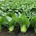 抗热605种子四季播高产上海青菜种子农家小油菜籽蔬菜