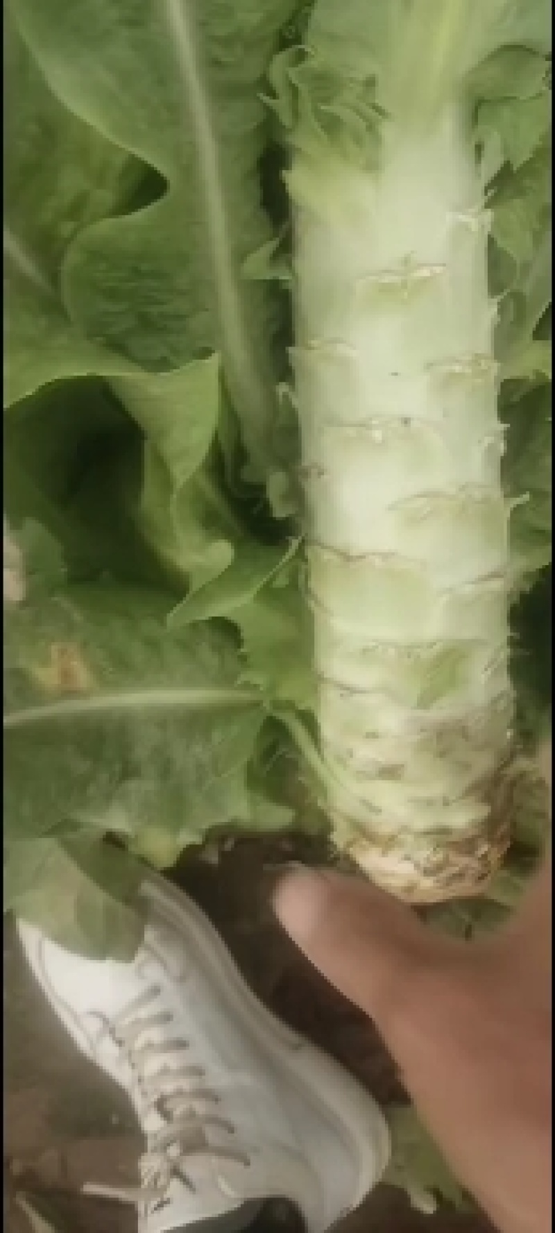 甘肃精品青皮尖叶莴苣莴笋大量上市万亩基地批发欢迎咨询采购
