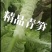 甘肃精品青皮尖叶莴苣莴笋大量上市万亩基地批发欢迎咨询采购