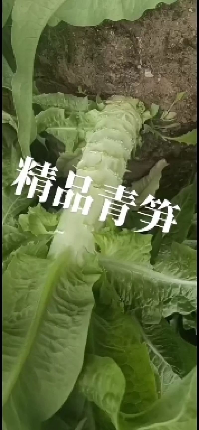 甘肃精品青皮尖叶莴苣莴笋大量上市万亩基地批发欢迎咨询采购