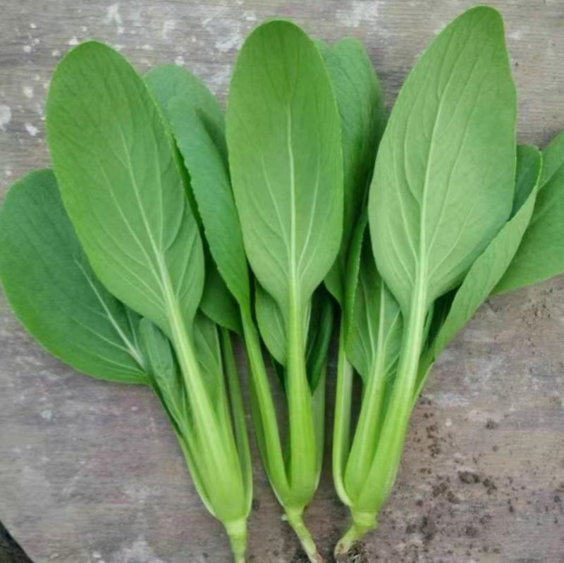 鸡毛菜种子