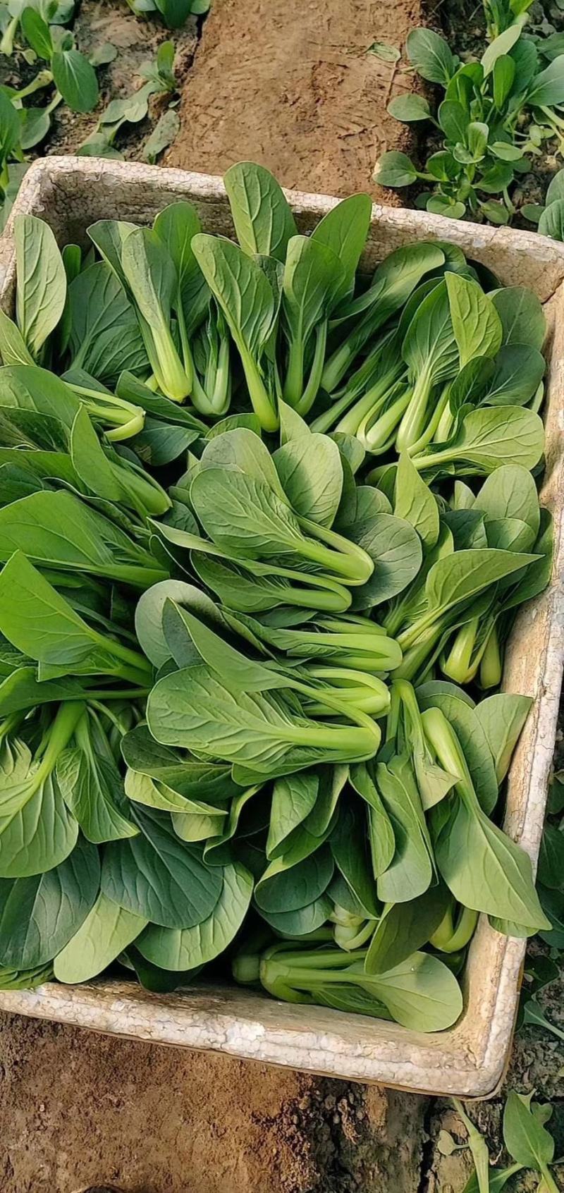 鸡毛菜种子
