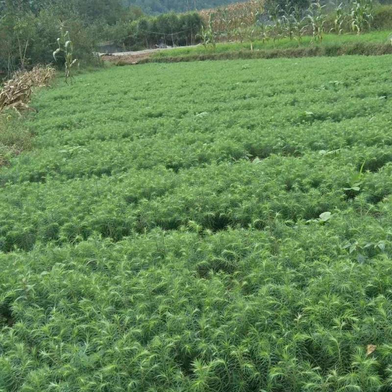 杉木苗，刺杉苗，杉树苗，适应荒山造林，木材优质易成活率高