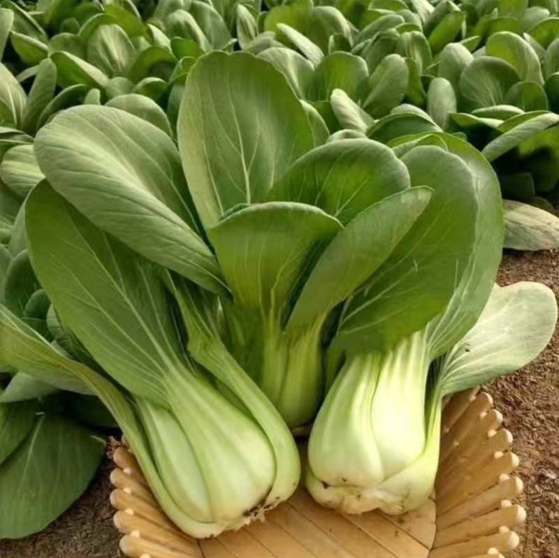 上海鸡毛菜种子小油菜种子农家庭院阳台种植蔬菜种子