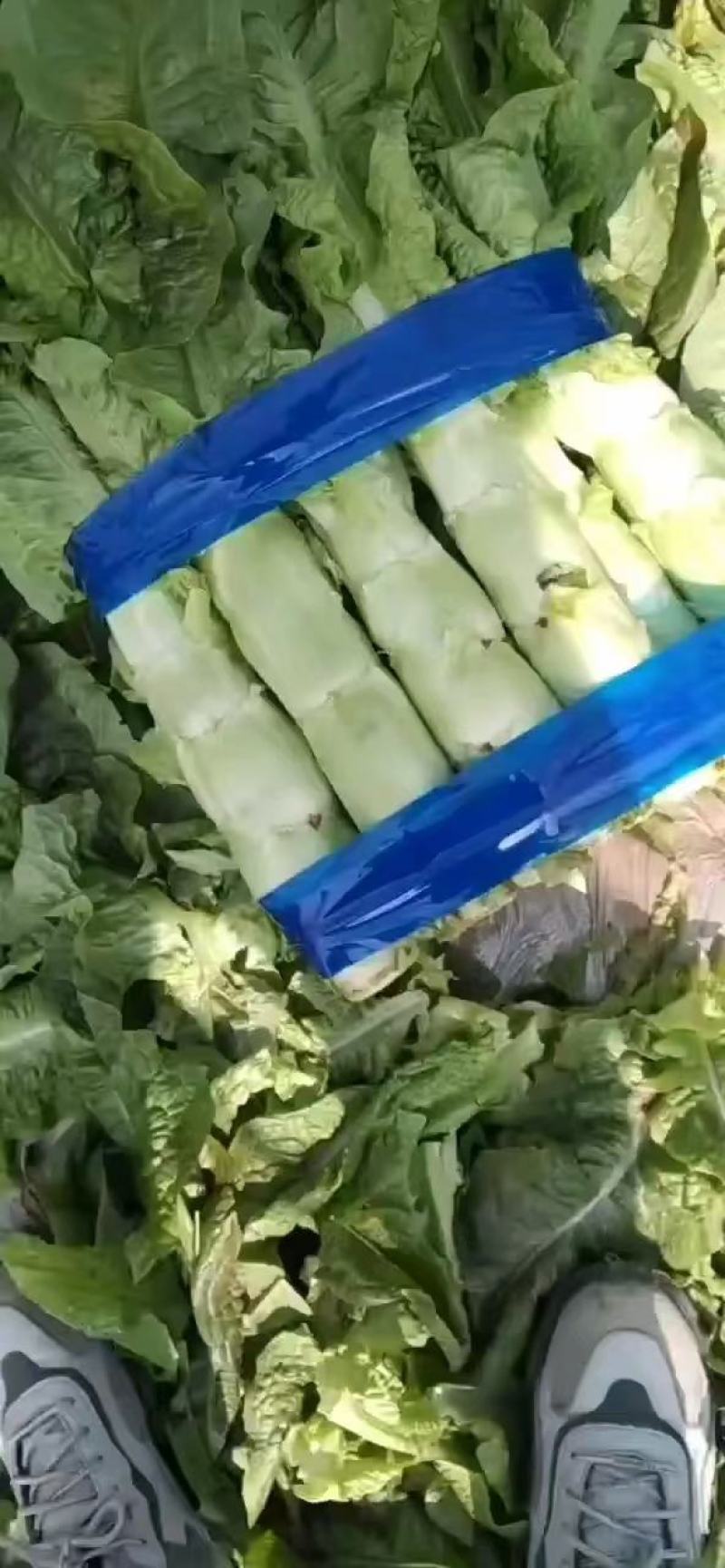 万亩基地，红杆，莴笋，精品，大量现货，皮薄肉厚，质量好，