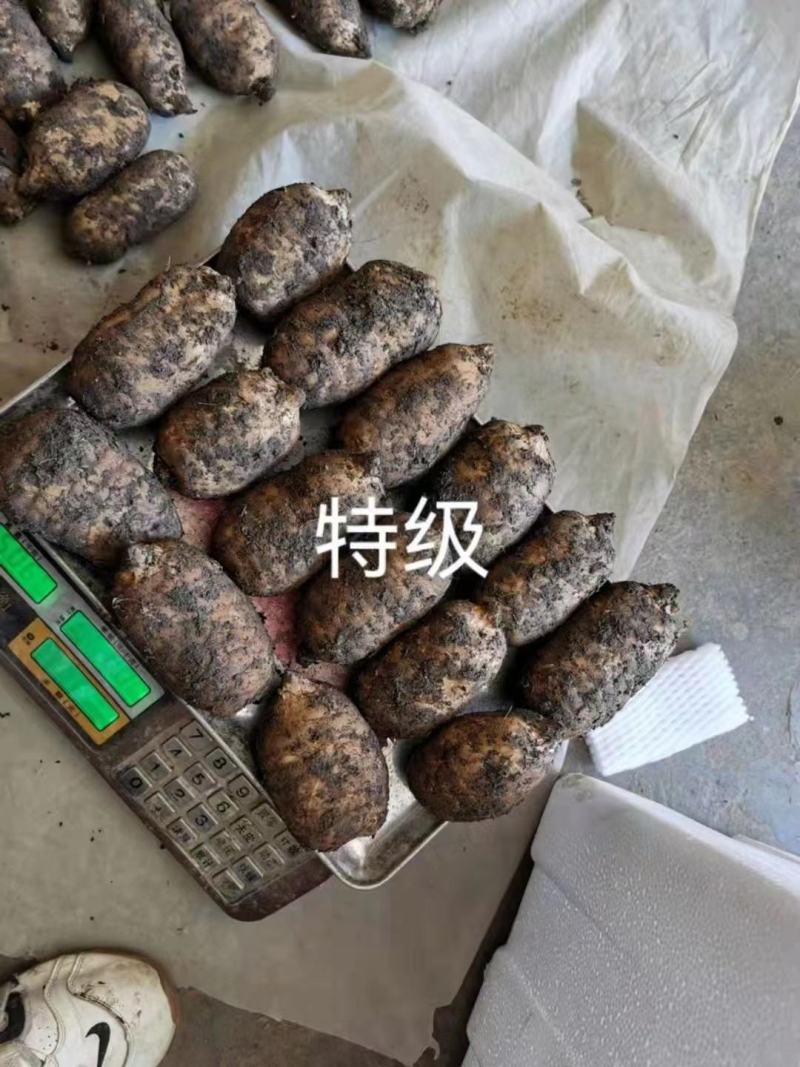 长期有货一手货源各种新鲜鸟天麻
