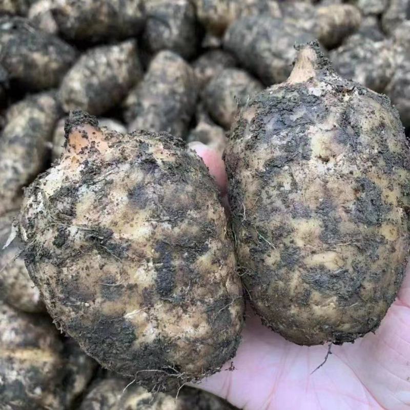 长期有货一手货源各种新鲜鸟天麻