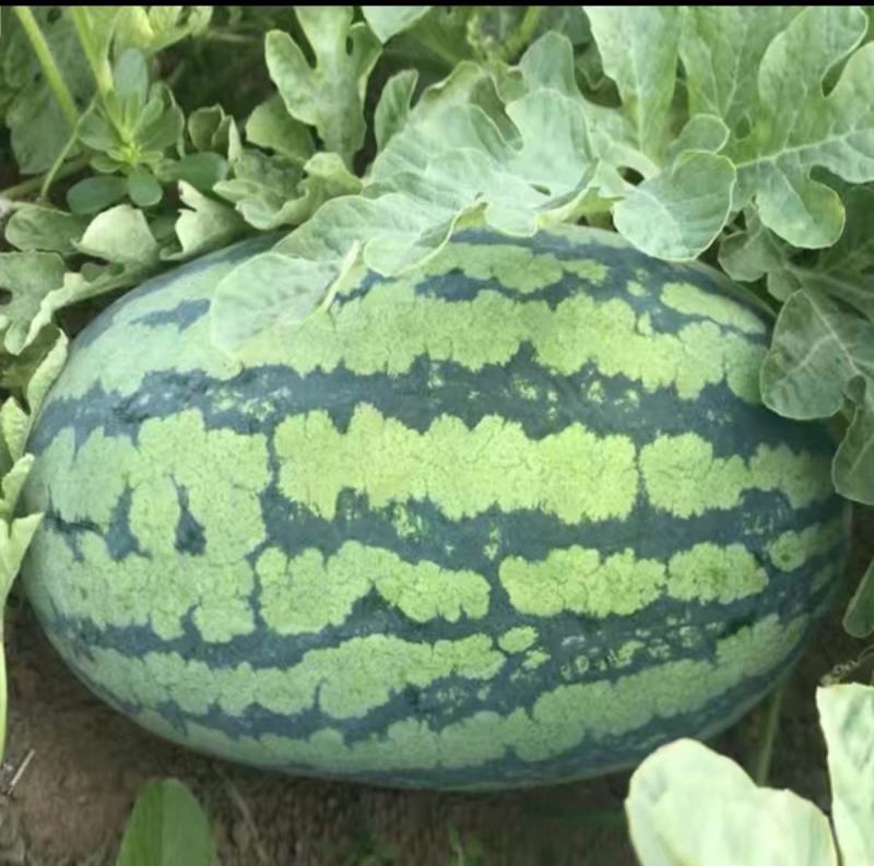 新甜王花皮西瓜种子农家庭院阳台小面积种植西瓜种子