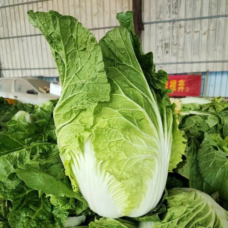 黄心大白菜，黄心白菜，易储存，产量大价格低品质好