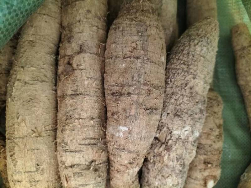 新鲜中叶牛，串牛牛，圆牛，大牛，特大牛，煲汤泡酒口味甘甜