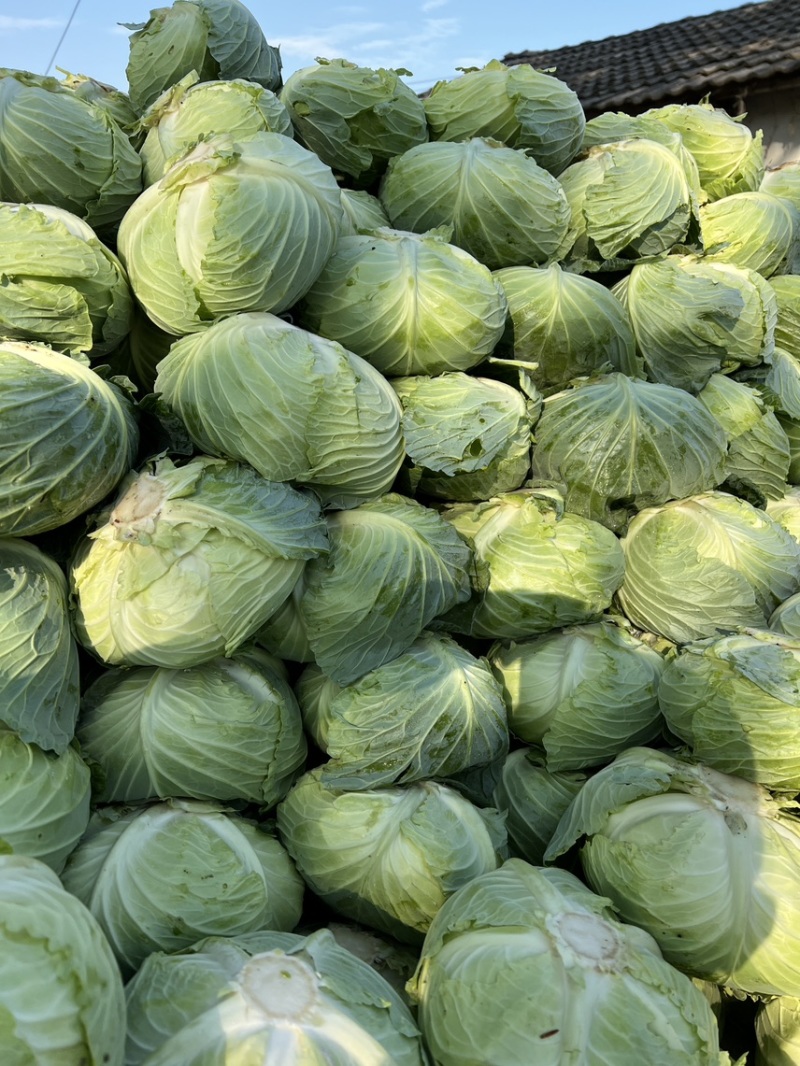 【甘蓝】湖北扁包菜原产地直发可视频看货量大从优