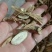 泡酒料(金枪不倒泡酒料)大量批发一手货源