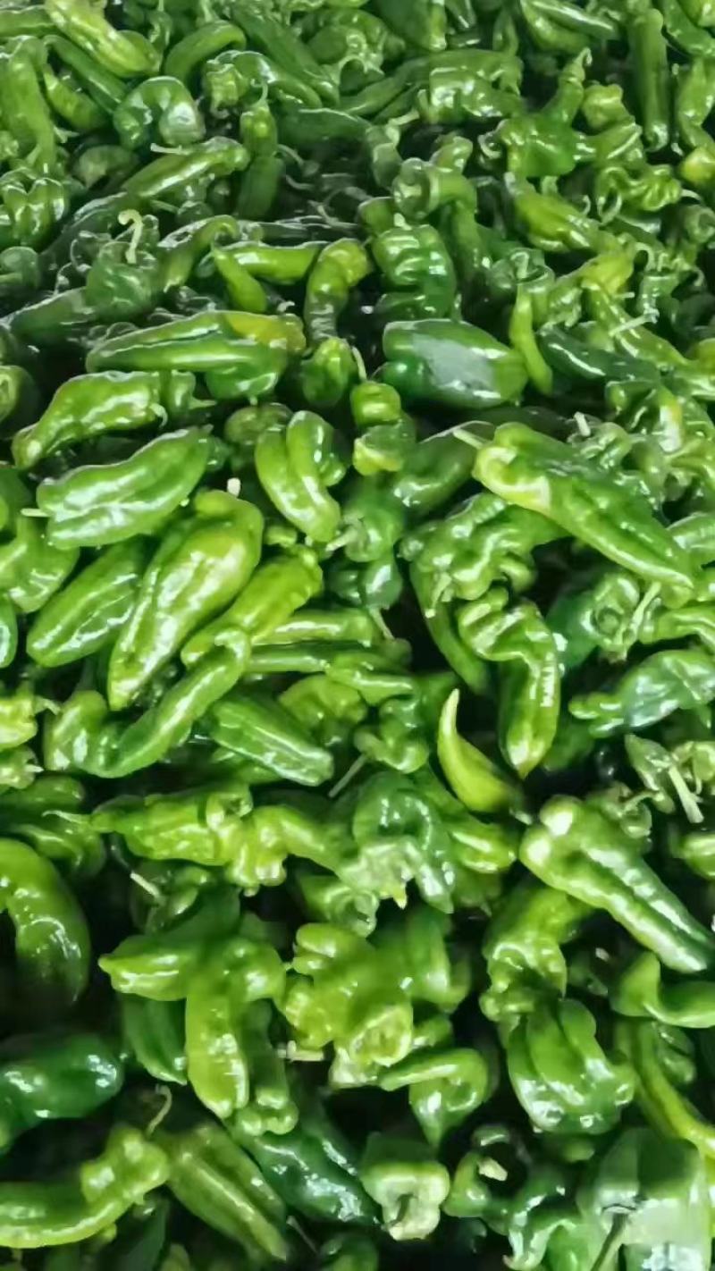 （基地直供）新鲜辣椒，货源稳定随到随装价格合理。质量保证