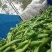 （基地直供）新鲜辣椒，货源稳定随到随装价格合理。质量保证