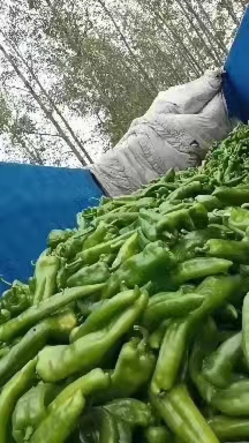 （基地直供）新鲜辣椒，货源稳定随到随装价格合理。质量保证