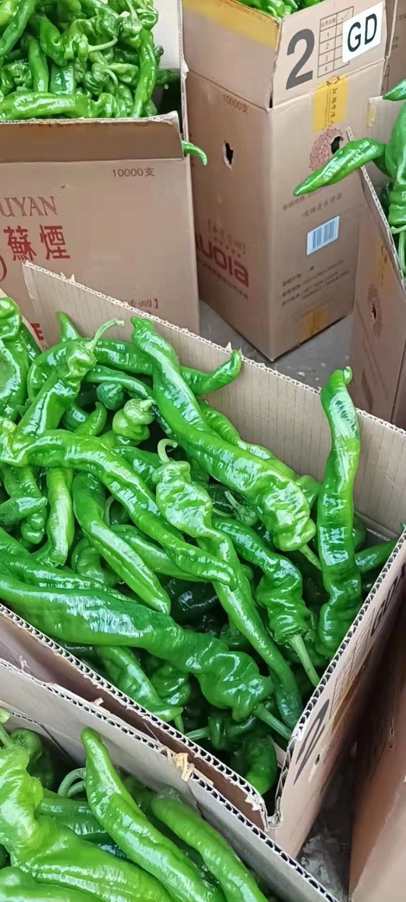 （基地直供）新鲜辣椒，货源稳定随到随装价格合理。质量保证