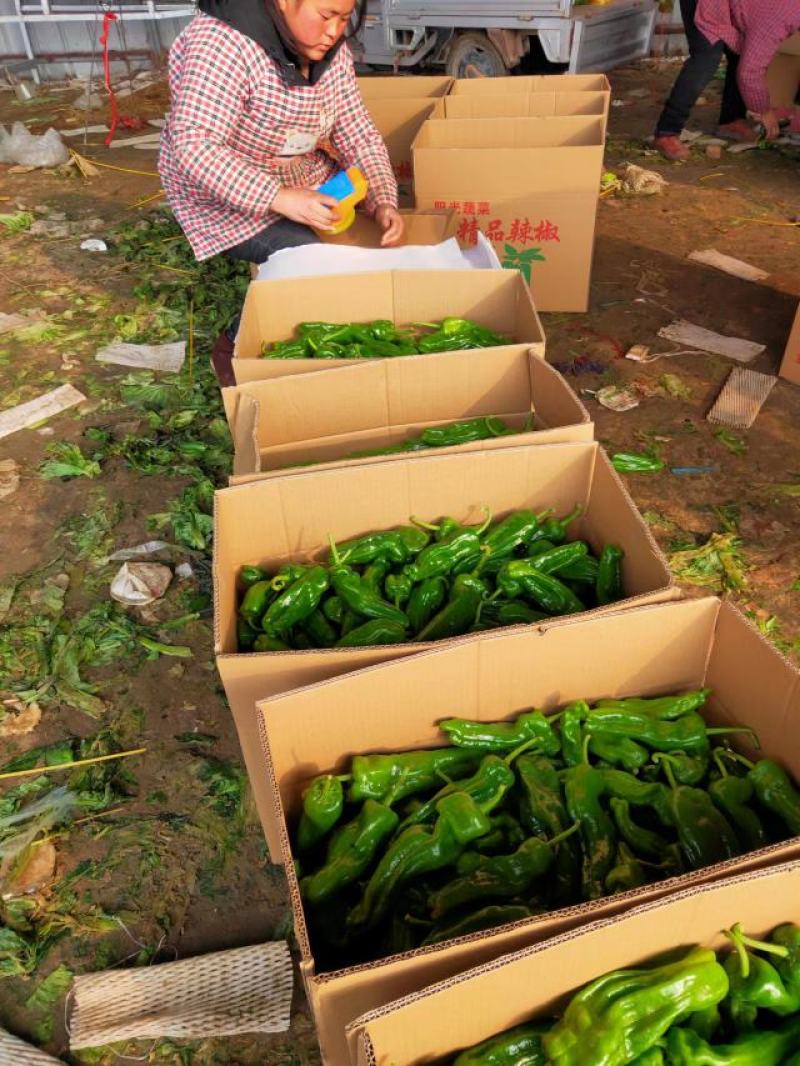 （基地直供）新鲜辣椒，货源稳定随到随装价格合理。质量保证