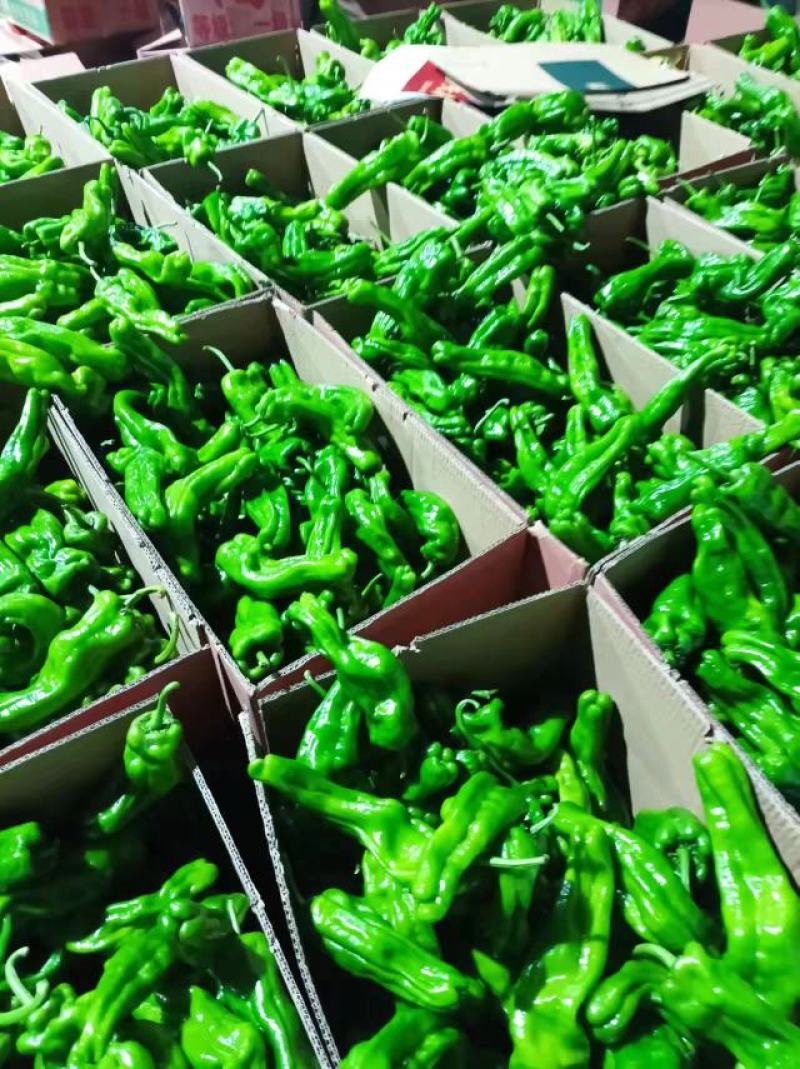 （基地直供）新鲜辣椒，货源稳定随到随装价格合理。质量保证