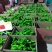 （基地直供）新鲜辣椒，货源稳定随到随装价格合理。质量保证