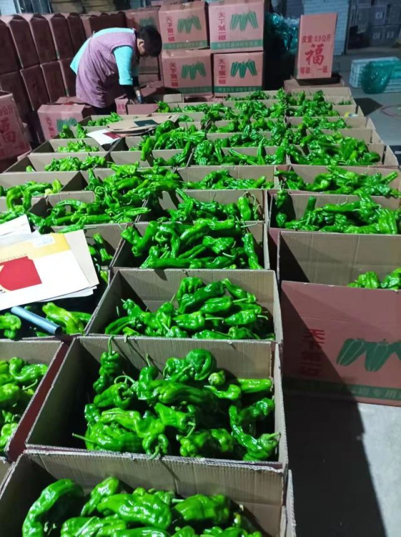 （基地直供）新鲜辣椒，货源稳定随到随装价格合理。质量保证