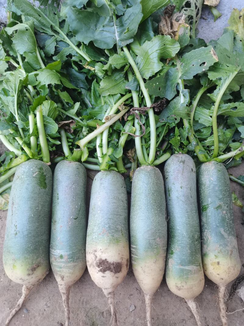 安徽阜阳水果萝卜上市了三青水果青萝卜精品萝卜产地直供