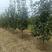 柿子树，8公分9公分10公分精品柿子树，山西柿子树