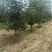 柿子树，8公分9公分10公分精品柿子树，山西柿子树