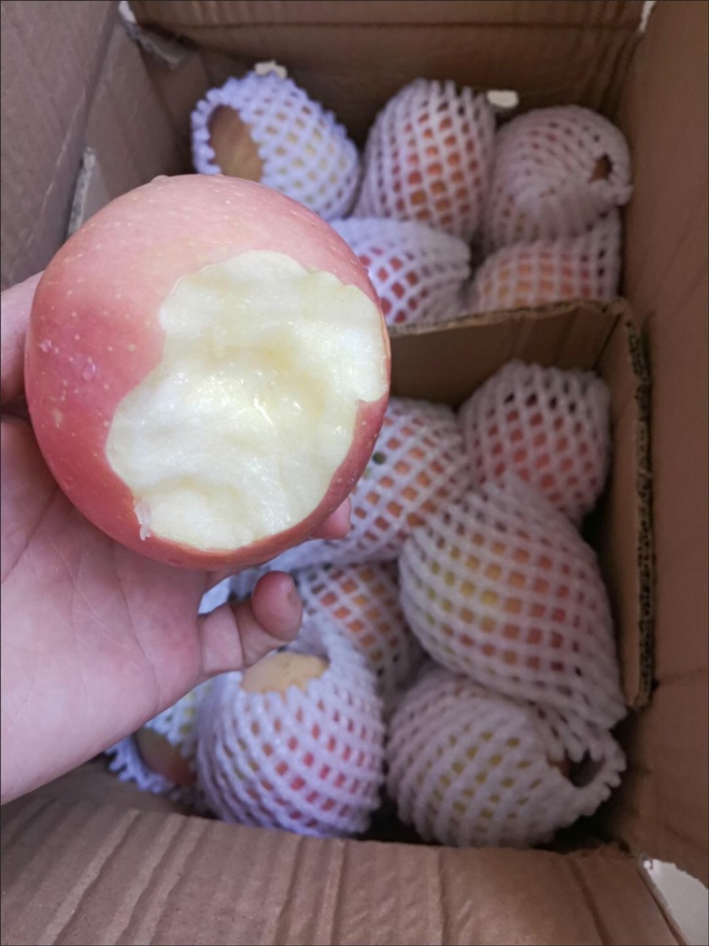 运城苹果（高品质、高颜值）