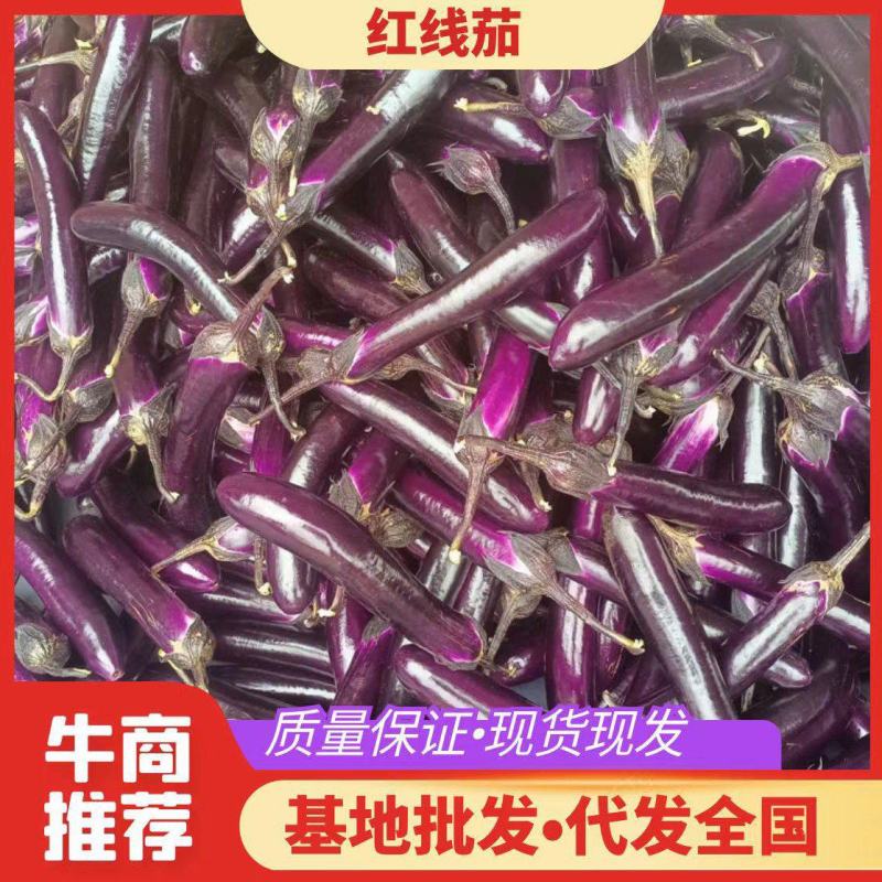 茄子，广东湛江紫红长茄(供市场批发，超市，食堂，工厂)