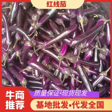茄子,精品茄子(商超,市场,食堂,工厂)