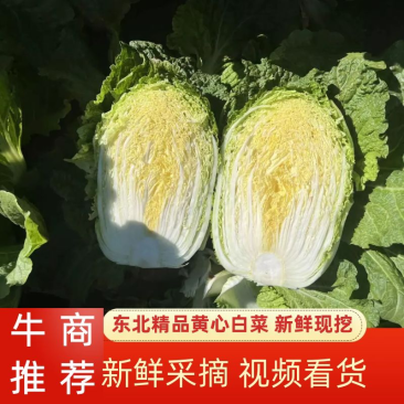黄心白菜，净菜平均4.5.6.斤，无任何病虫害