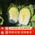 黄心白菜，净菜平均4.5.6.斤，无任何病虫害