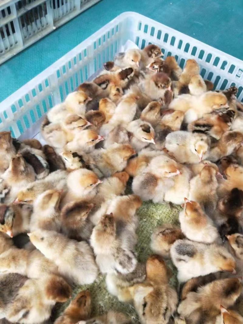 脱温三色腿土鸡苗，包防疫，满1000送50只