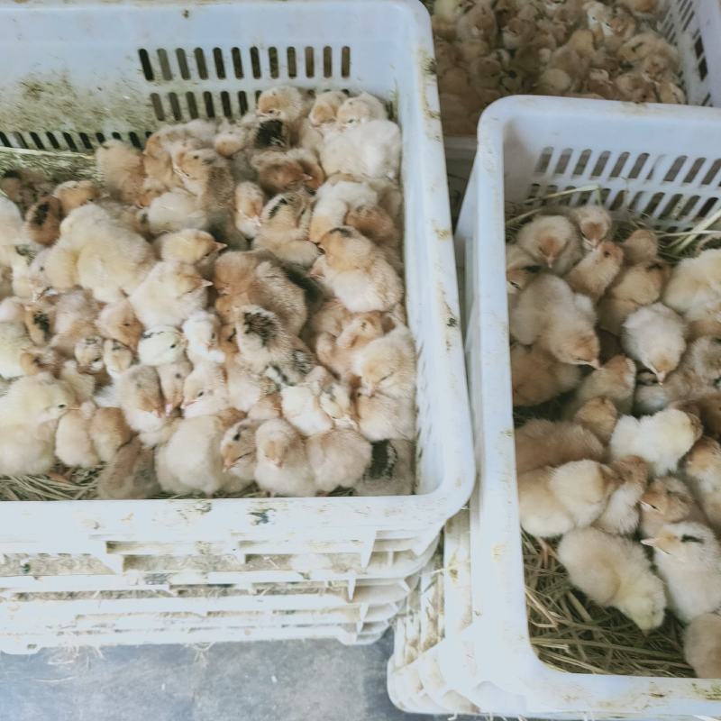 脱温三色腿土鸡苗，包防疫，满1000送50只