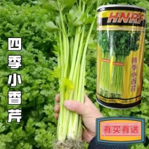 环农四季小香芹种子罐装约80g山芹香芹速生芹菜大面种植