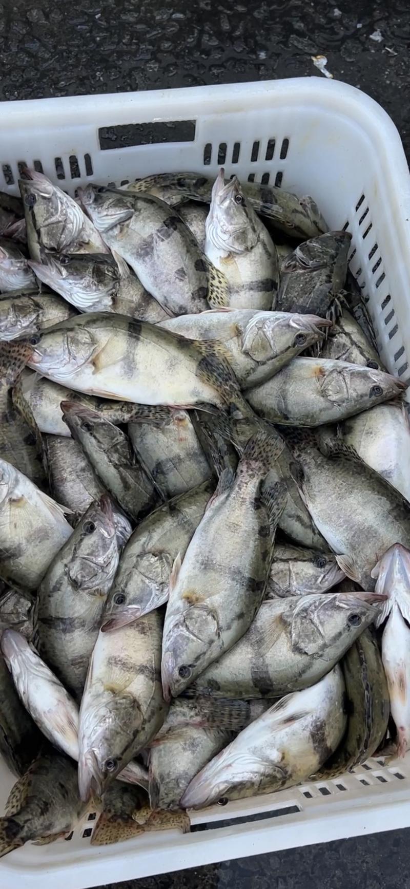 桂鱼全年稳定供应各种规格丁桂鱼鳜鱼冰鲜桂鱼冰冻鳜鱼