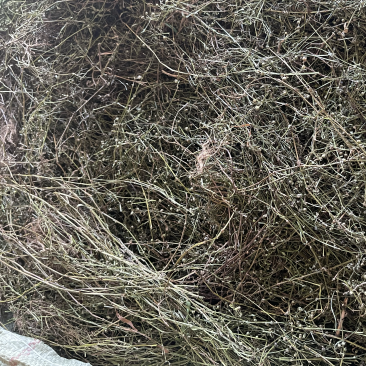 白花蛇舌草