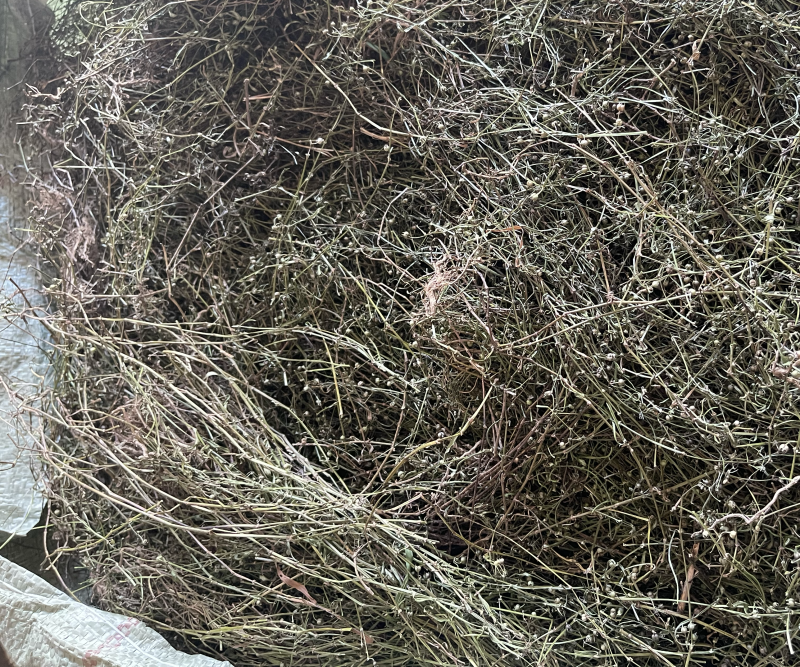 白花蛇舌草