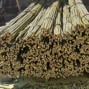 精品金竹，货源充足，冬瓜架，豆角，西红柿质量好可以用2到