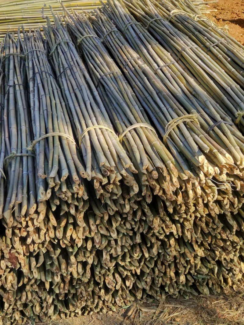 精品金竹，货源充足，冬瓜架，豆角，西红柿质量好可以用2到