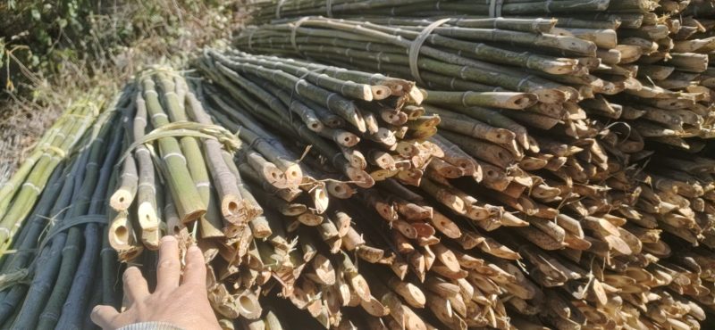 精品金竹，货源充足，冬瓜架，豆角，西红柿质量好可以用2到