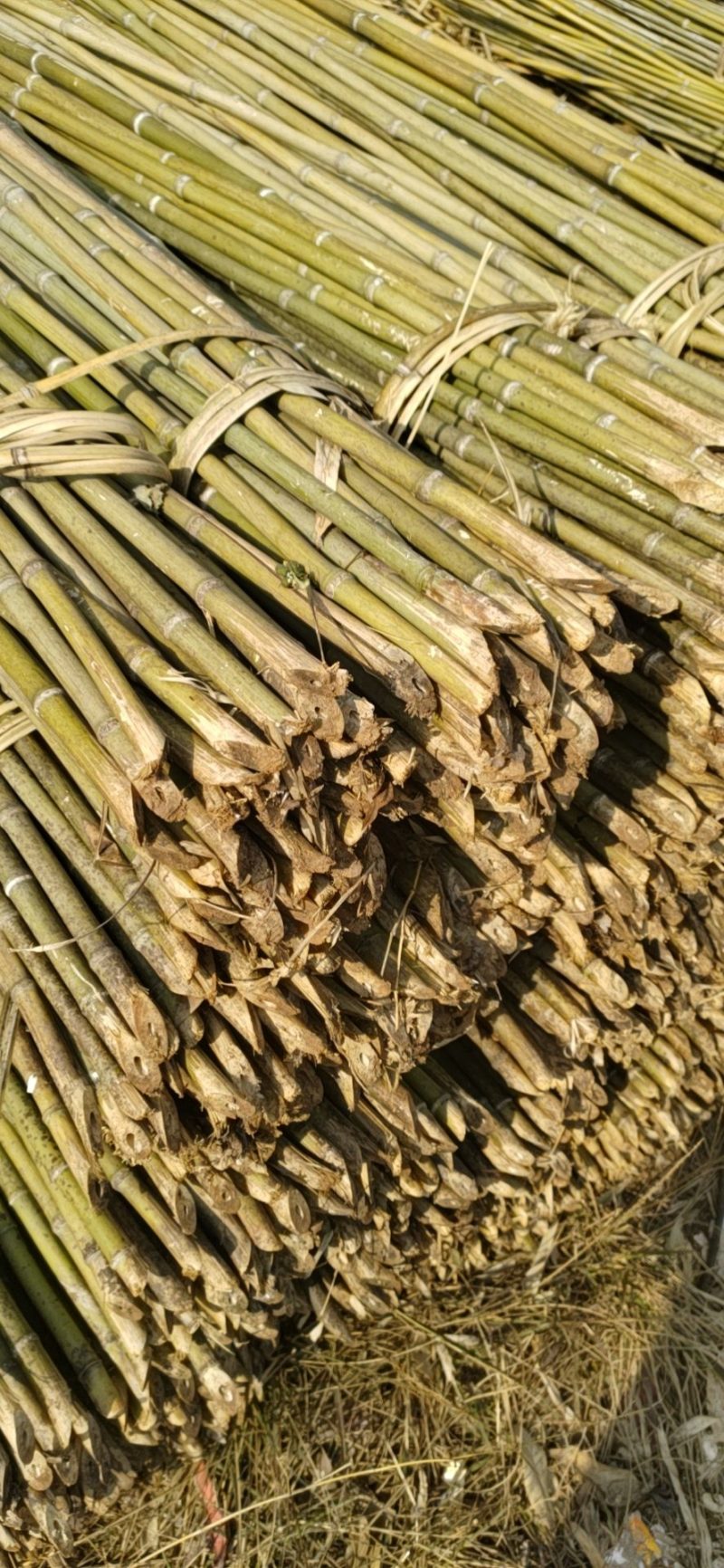 精品金竹，货源充足，冬瓜架，豆角，西红柿质量好可以用2到