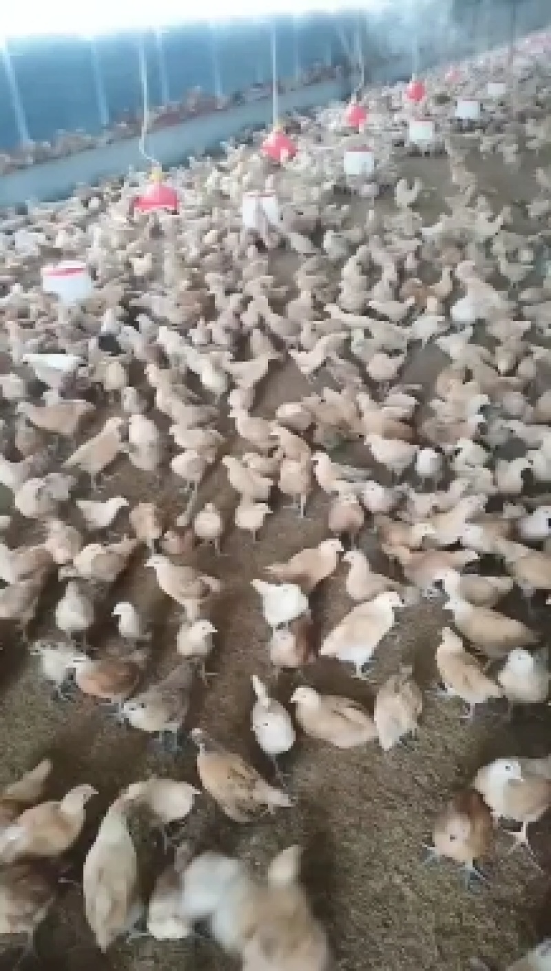 【土鸡苗】江苏三色腿土鸡苗年产蛋320满1000送100