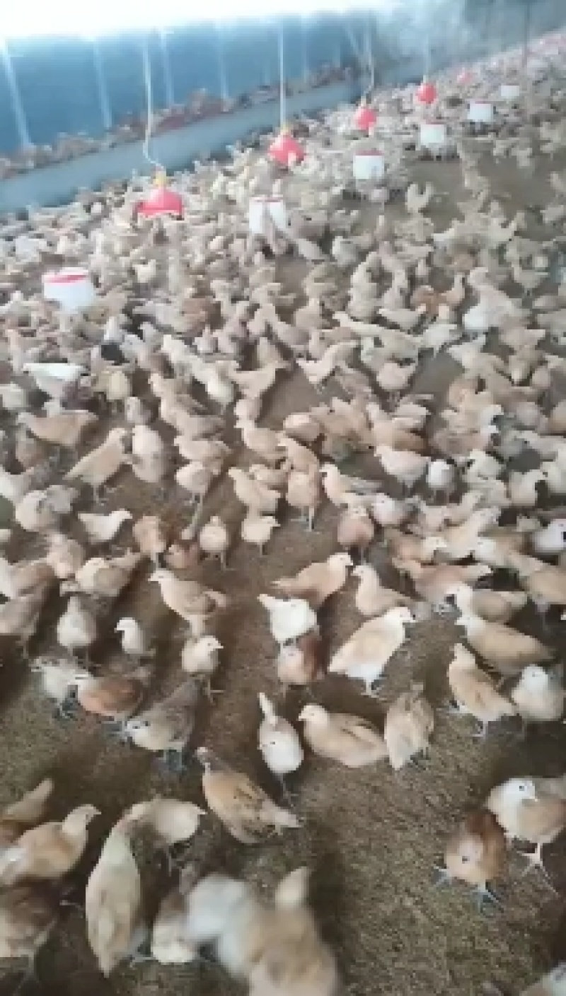 【土鸡苗】江苏三色腿土鸡苗年产蛋320满1000送100